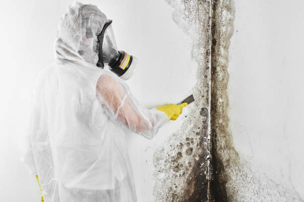 Reliable Concord, MI Mold Remediation Solutions