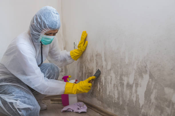 Best Industrial Mold Remediation in Concord, MI