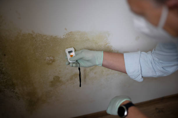 Best Insurance-Related Mold Remediation in Concord, MI