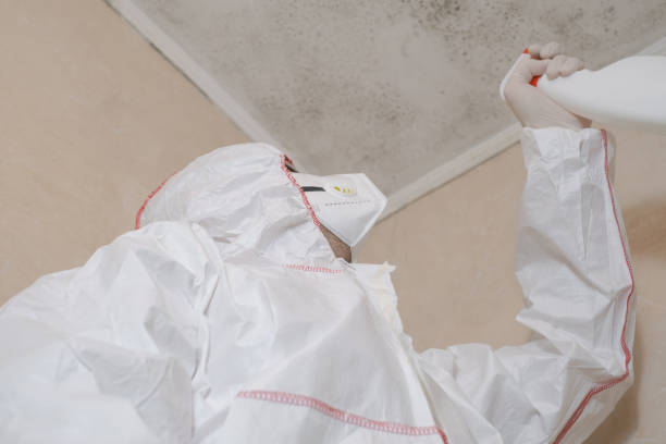 Best Black Mold Remediation in Concord, MI