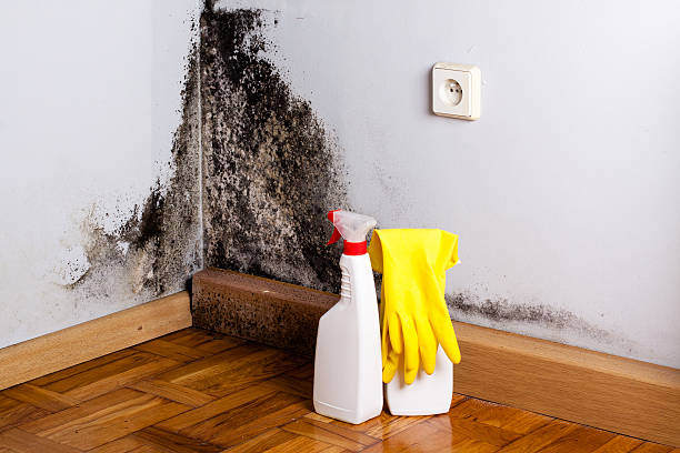 Best HVAC Mold Remediation in Concord, MI