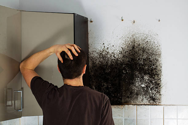 Best DIY Mold Remediation Support Services in Concord, MI