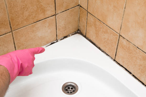 Best Post-Flood Mold Remediation in Concord, MI